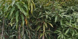 Mango Plants