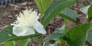 Taiwan Pink Guava Bag Plants