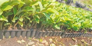 Taiwan Pink Guava Tray Plants