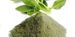 Organic Andrographis Paniculata Kalmegh Extract Powder