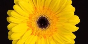 Yellow Gerbera Flower