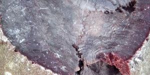 Black Salt Semi Crystal