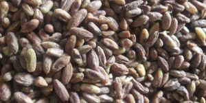 Neem Seed Kernel