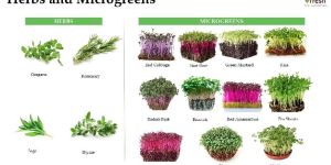 Herbs and Micro Greens Organic