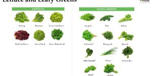 Lettuce and Leafy Greens