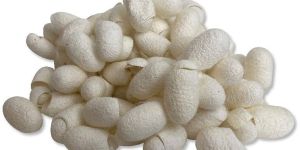 Mulberry Silk Cut Cocoons