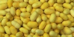 Yellow Mulberry Silk Cocoons