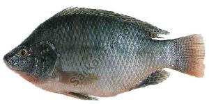 Gift Tilapia Fish Seeds