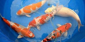 Japanese Carp Fish Seeds