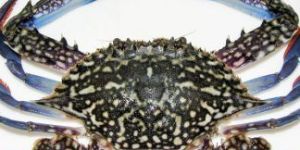 Blue Crab