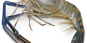 Giant Freshwater Prawns