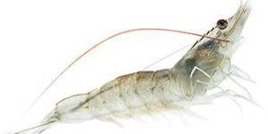 Vannamei Shrimp