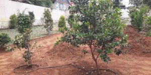 Best Fruit Gardening Plant Nursery Services in Kerala India