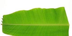 Banana Leaves