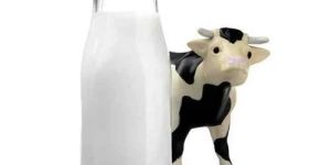 Fresh Cow Milk