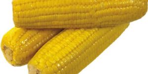 Organic Yellow Corn