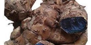 Black Turmeric Finger