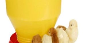 Baby Chick Feeder