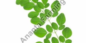 Fresh Moringa Leaves
