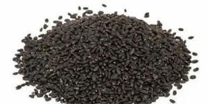 Organic Vana Tulsi Seeds
