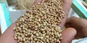 Coriander Seeds