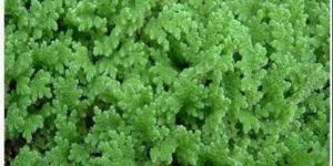 Azolla