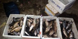 Katla Rohu Common Carp Fish Seed