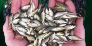 Katala Rohu Common Carp Fish Seed