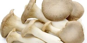 Fresh Oyster Mushroom