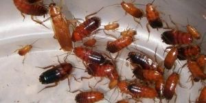 Cockroach Control Services