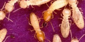 Termite Control Service at Office, House