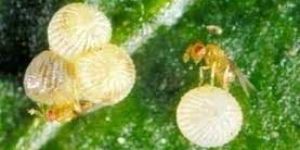 Trichogramma Chilonis Egg Cards
