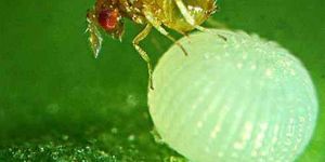 Trichogramma Japonicum Egg Cards