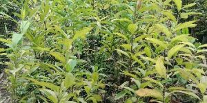 White Sandalwood Plant