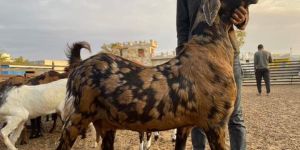 Sheep Farming Service