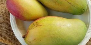 Valencia Pride Mango Fruit Plant