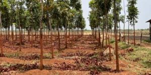 Mahogany Farming with Border Plantation