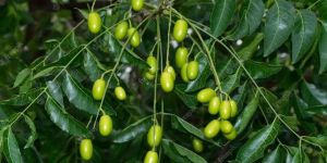 Neem Tree Seeds
