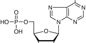 Adenosine Monophosphate