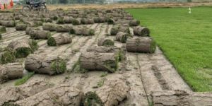 Selection No 1 Grass