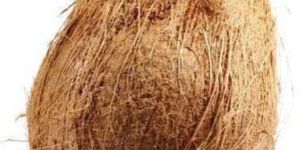 Semi Husked Coconuts