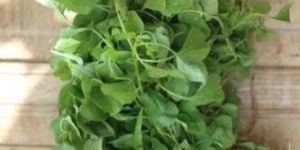 Kuppai Keerai Herbal Plant