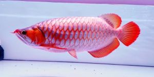 Super Red Arowana