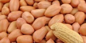 TAG 24 Indian Groundnut Seeds