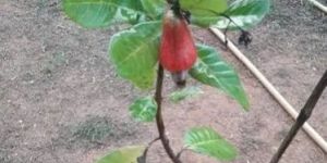Cashew Plant