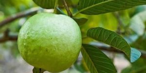 Guava Psidium Guajava