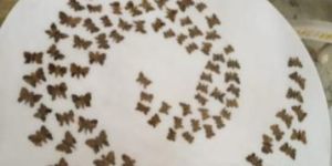 White Marble Slabs Inlay Work