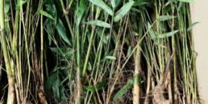 Balcooa Bamboo Ryzome Plants