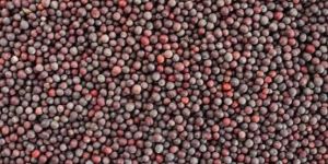 Brown Mustard Seeds