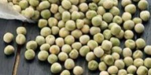 GREEN PEA PULSES